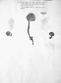 Flammulina velutipes image